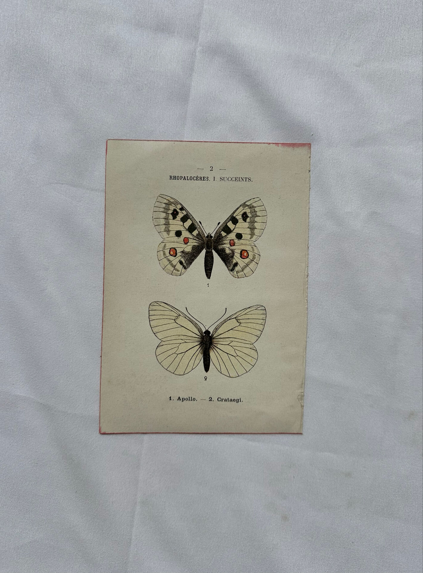 Gravure naturaliste  Papillon 19eme affiche botanique originale 1800