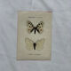 Gravure naturaliste  Papillon 19eme affiche botanique originale 1800