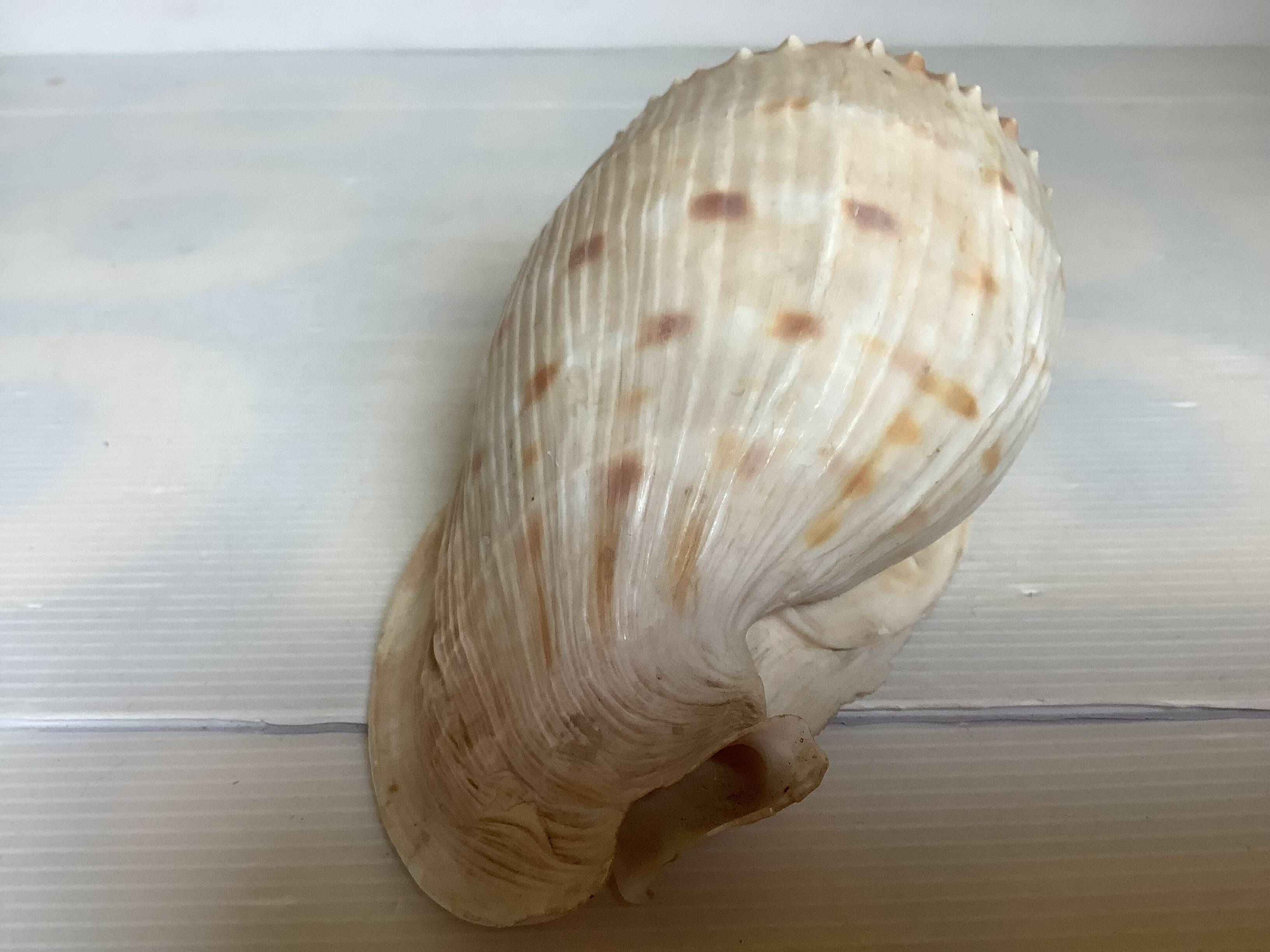 Queen's helmet shell
