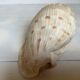 Queen's helmet shell