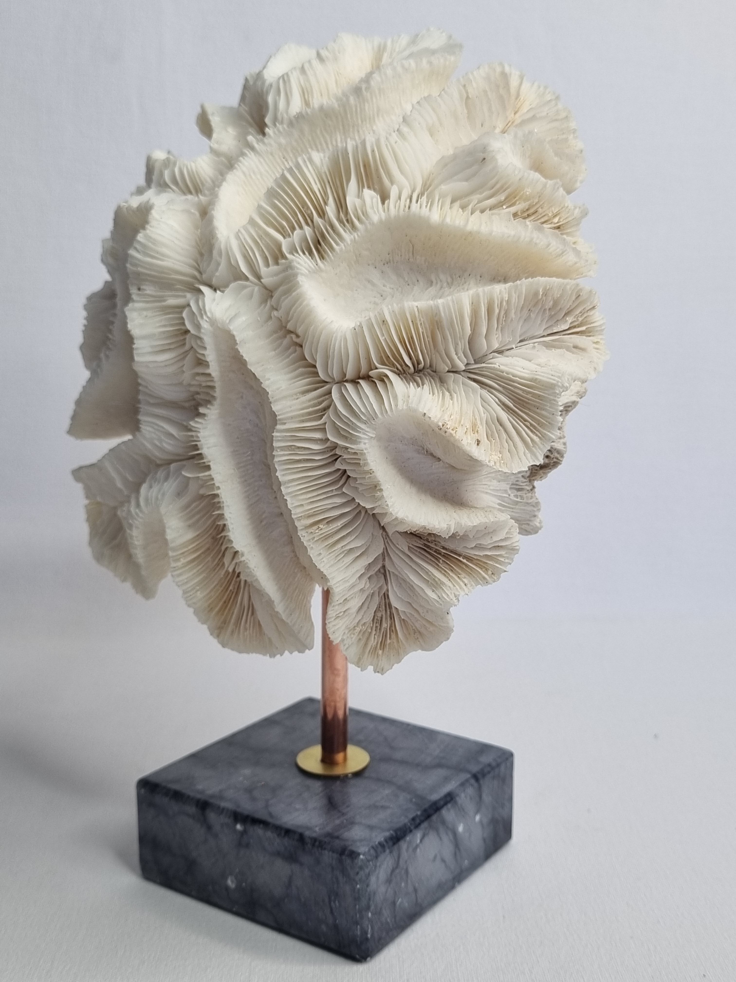 Old white coral "méandrine" on marble base, 25 cm