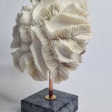 Old white coral "méandrine" on marble base, 25 cm