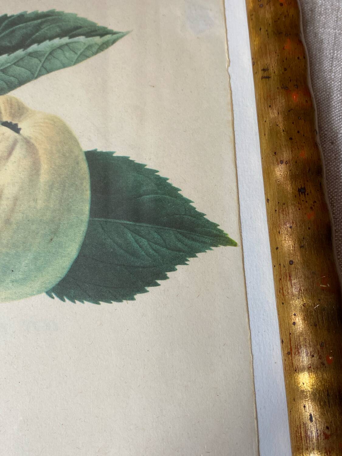 Botanical poster, Langlois print, Royal apple of England