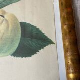 Botanical poster, Langlois print, Royal apple of England