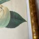 Botanical print, Langlois print, Royal Apple of England