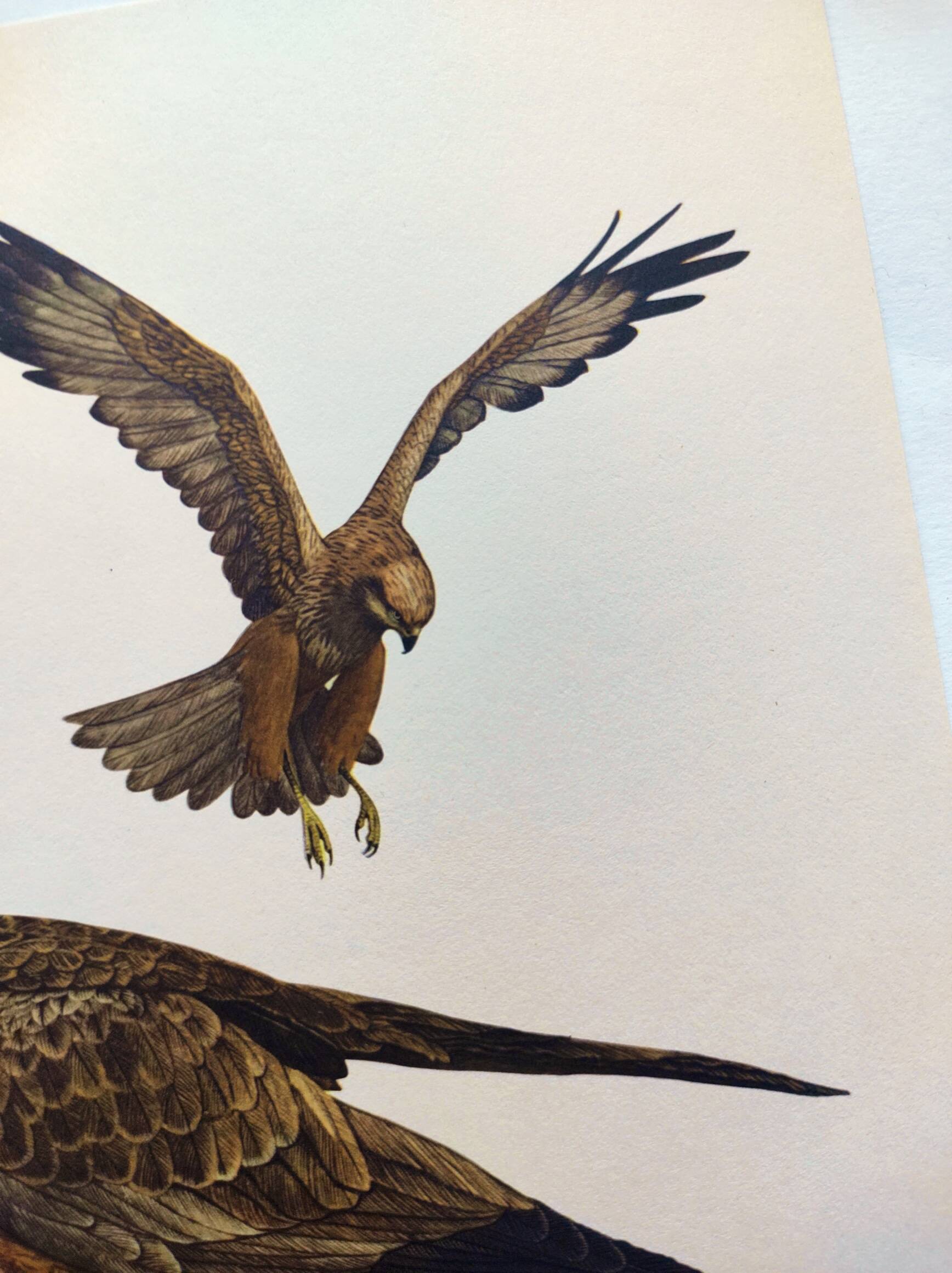 Old bird board 1960s - Marsh Harrier - animal image