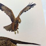 Planche ancienne oiseaux Années 1960 - Busard des Roseaux - image animale