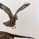 Old bird board 1960s - Marsh Harrier - animal image