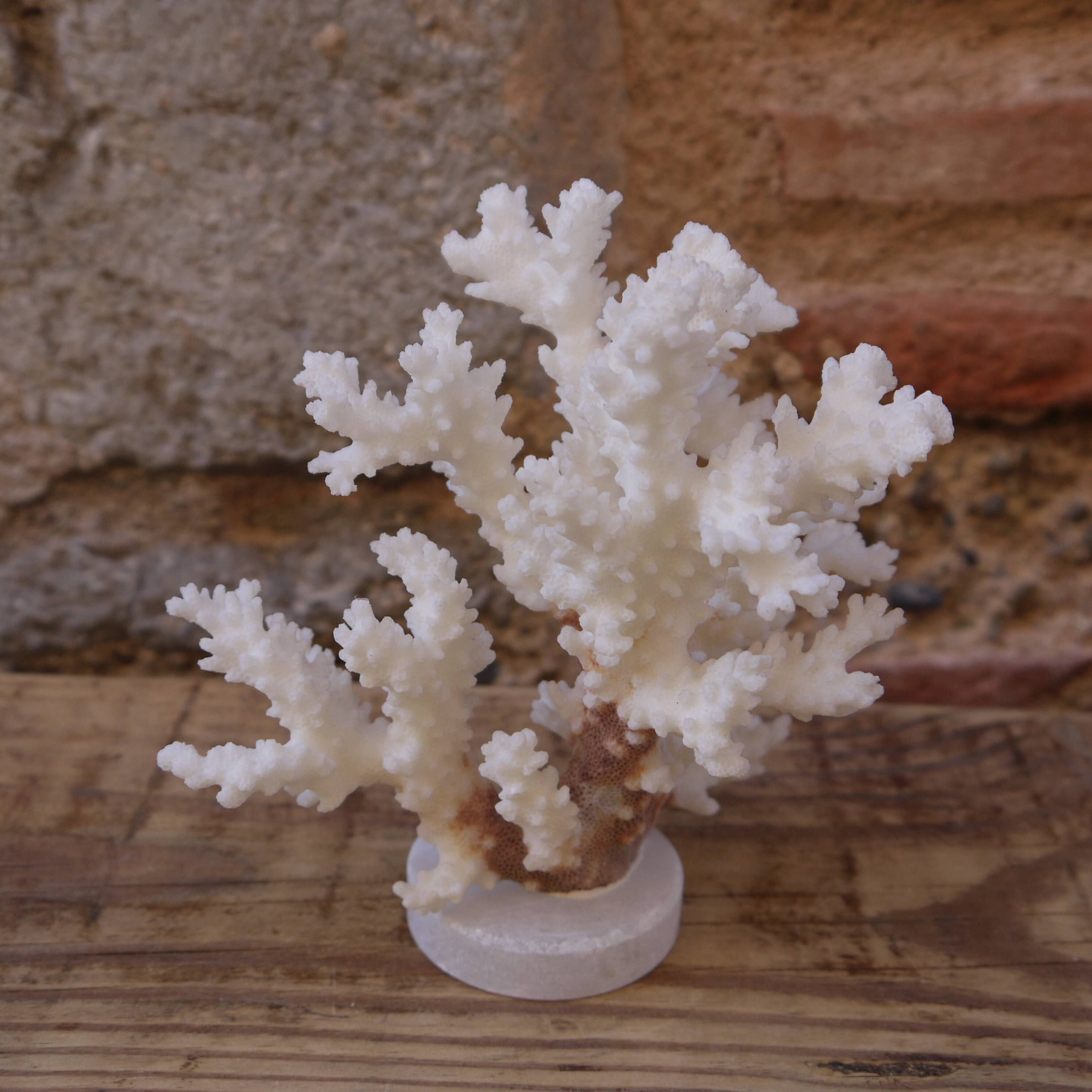 Coral on plinth