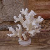 Coral on plinth
