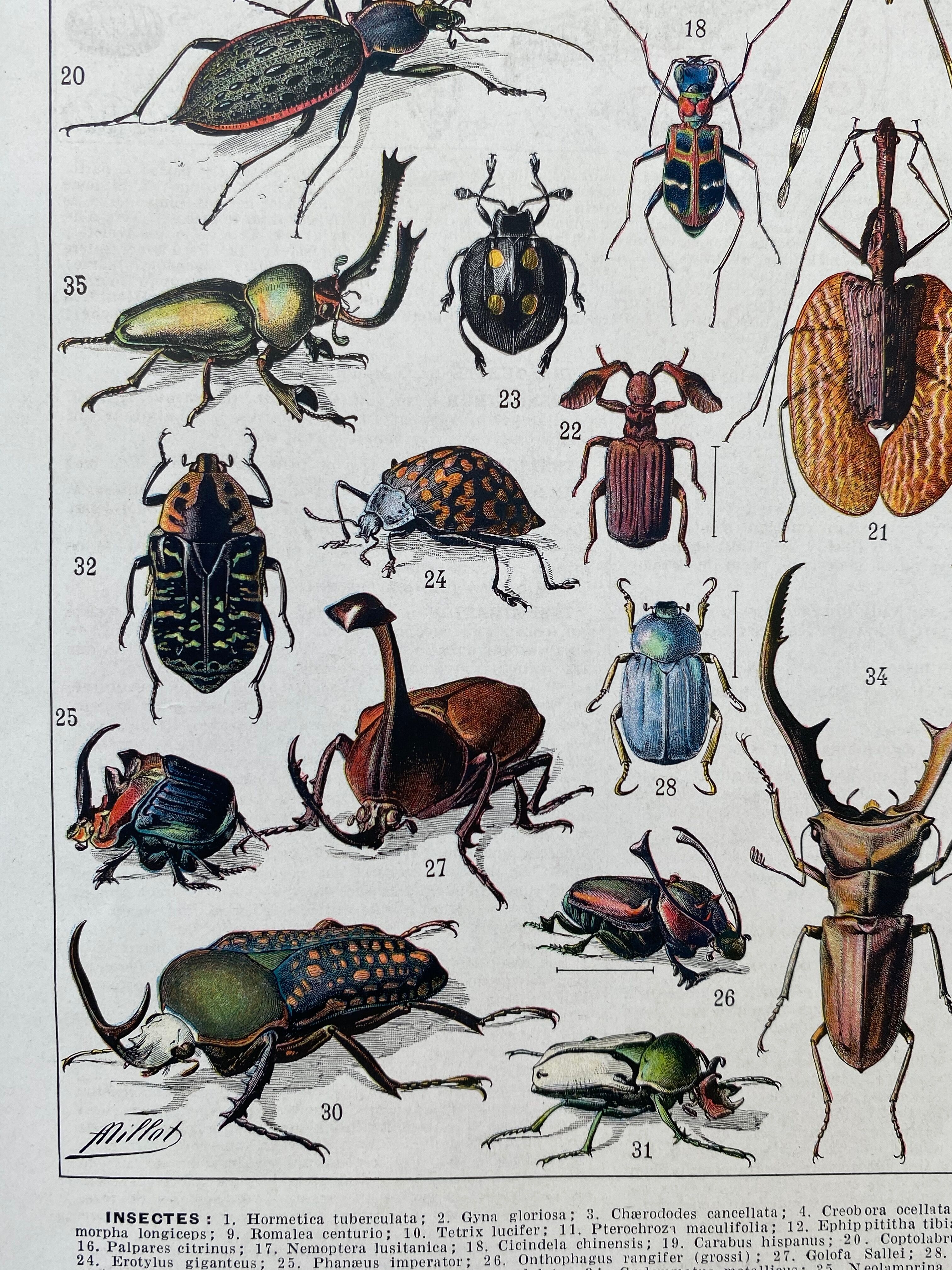 Illustration Millot "insects"