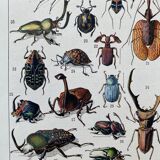 Illustration Millot "insects"