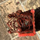 Vintage wrought iron lantern