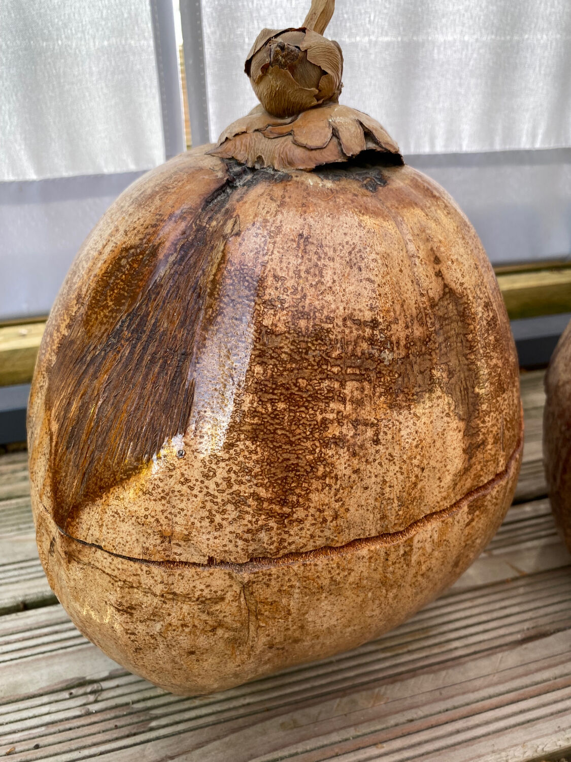 Pair of coconut ice buckets