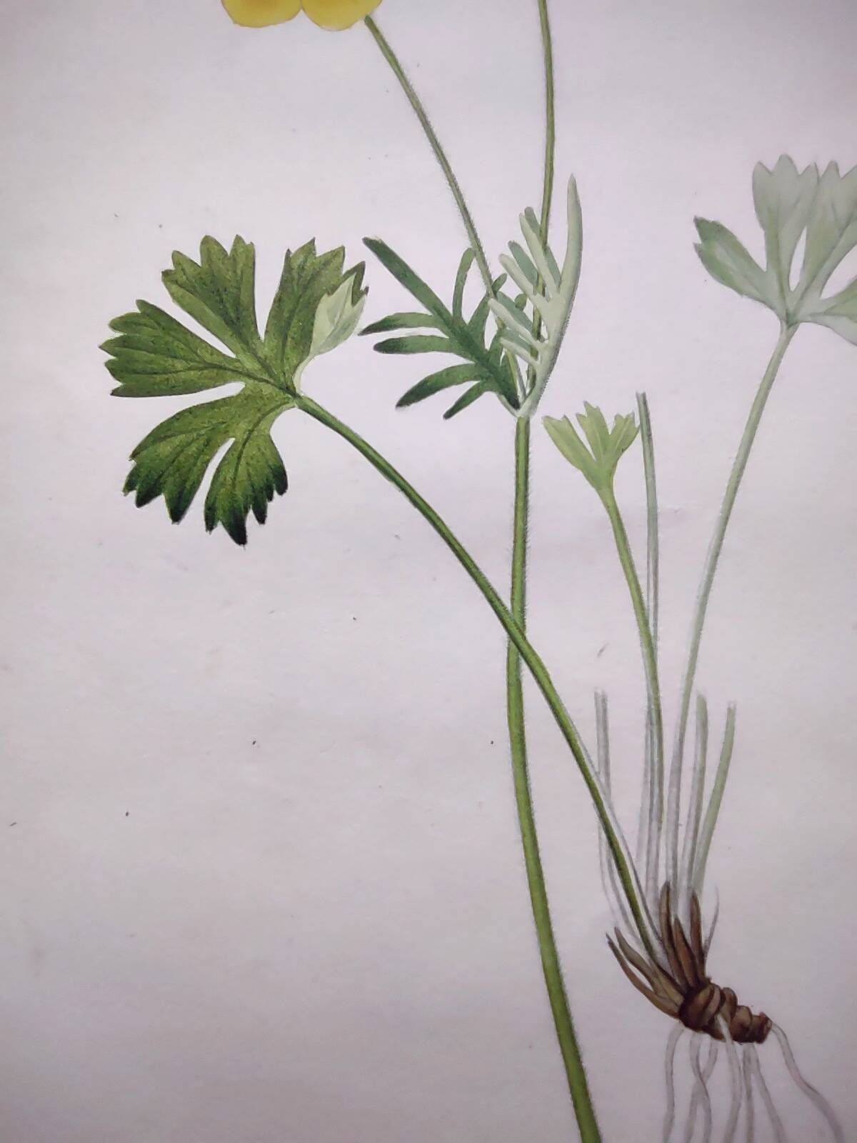 Antique botanical engraving from 1829 - Mountain Buttercup - By PA Poiteau. Hand colored.