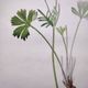 Antique botanical engraving from 1829 - Mountain Buttercup - By PA Poiteau. Hand colored.