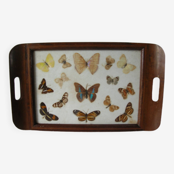 Ancien plateau de service en bois marqueterie et véritables papillons du Brésil