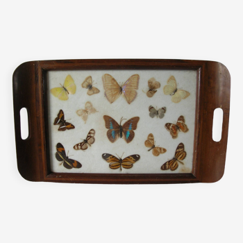 Old wooden serving tray with marquetry and real butterflies from Brazil