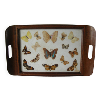 Old wooden serving tray with marquetry and real butterflies from Brazil