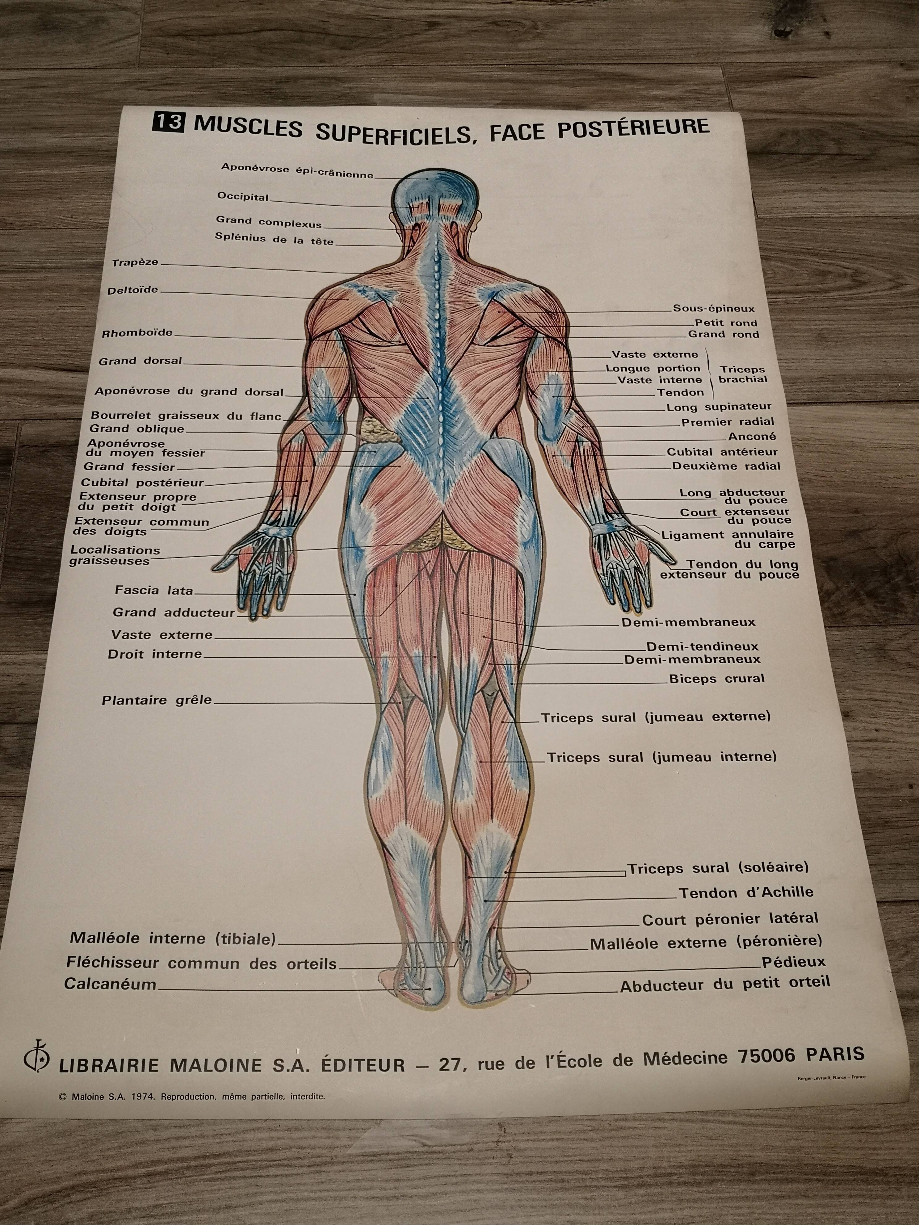 Affiche anatomique 70