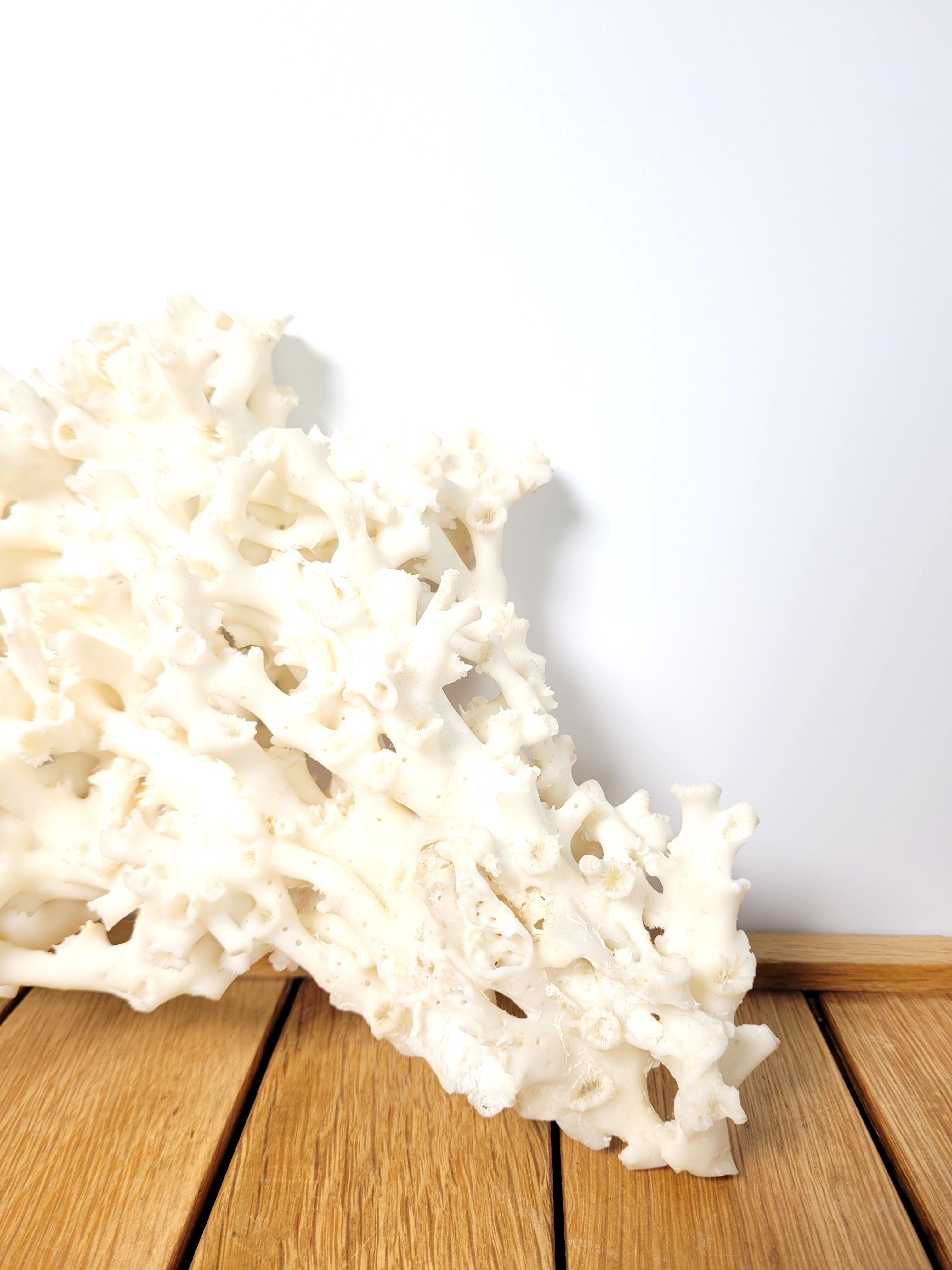 Large white coral 26x16cm
