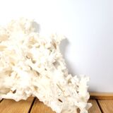Large white coral 26x16cm