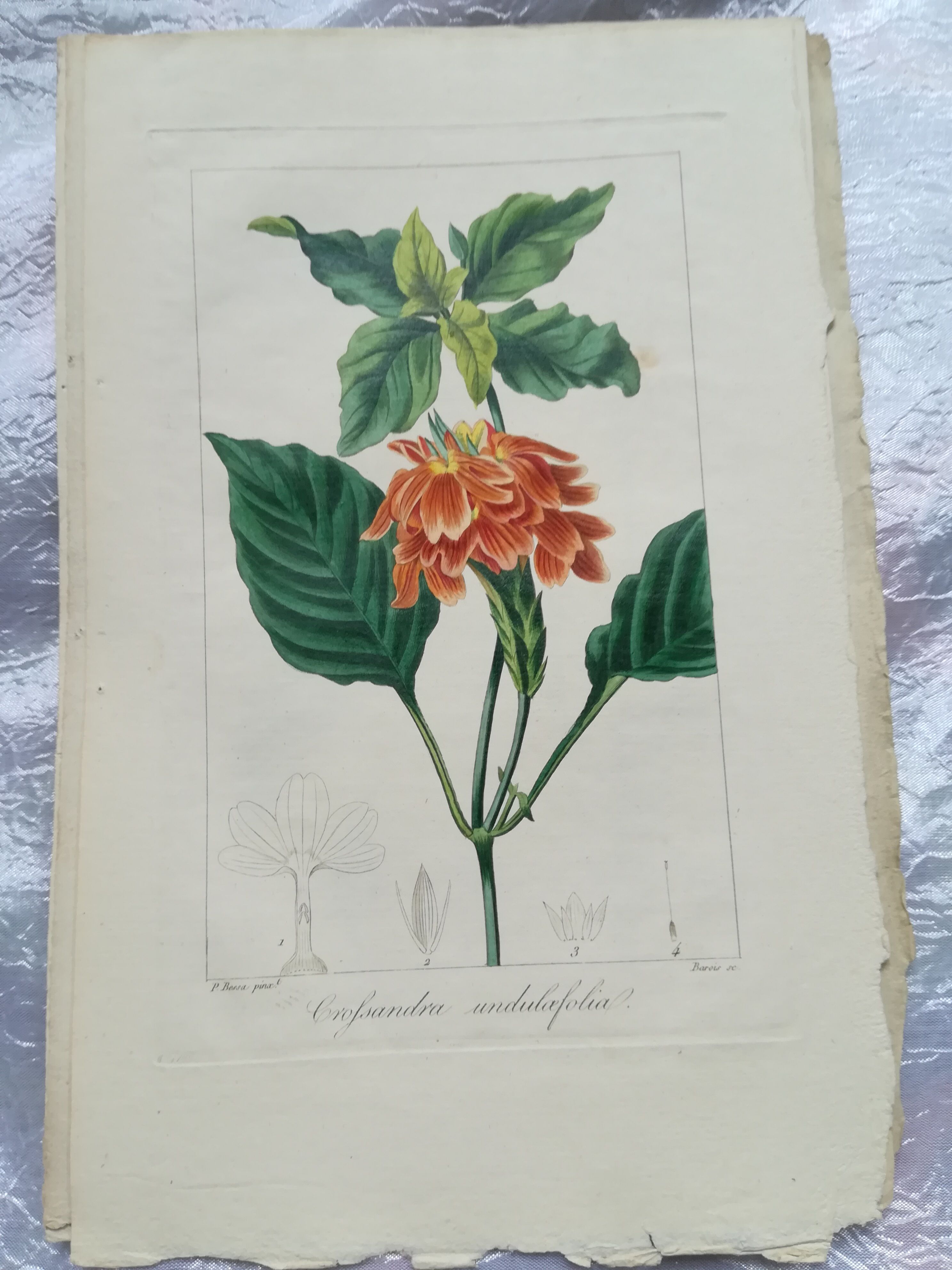 Lot of 4 botanical boards