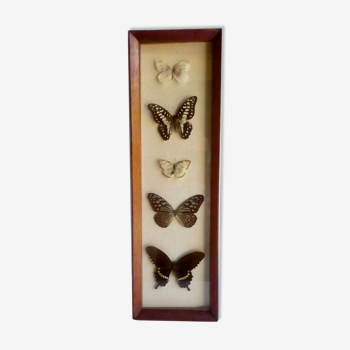 Framework with naturalized butterflies