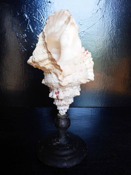 Cabinet of Curiosities 33cm Tutufa Bubo Shell on base