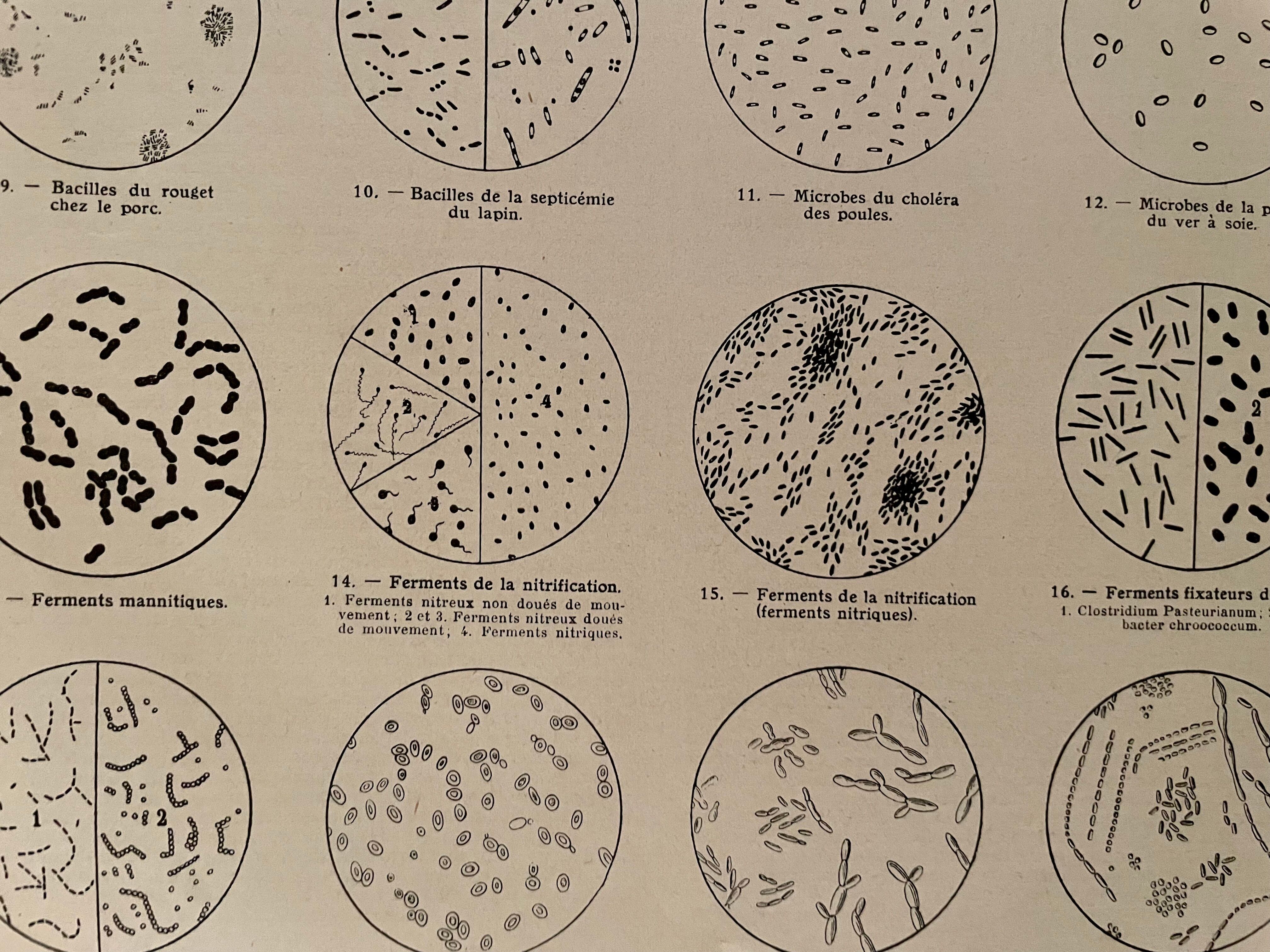 Lithograph on microbes from 1921