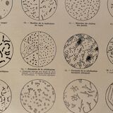 Lithograph on microbes from 1921