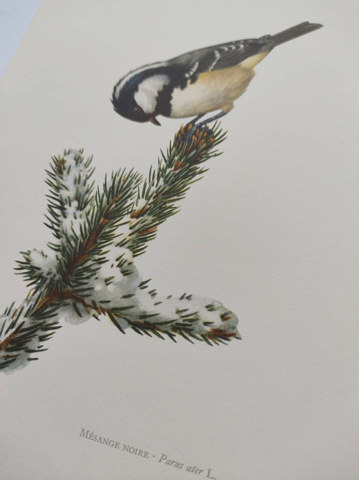 Planche oiseaux années 60 - mésange noire - illustration zoologique vintage