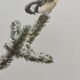 Planche oiseaux années 60 - mésange noire - illustration zoologique vintage