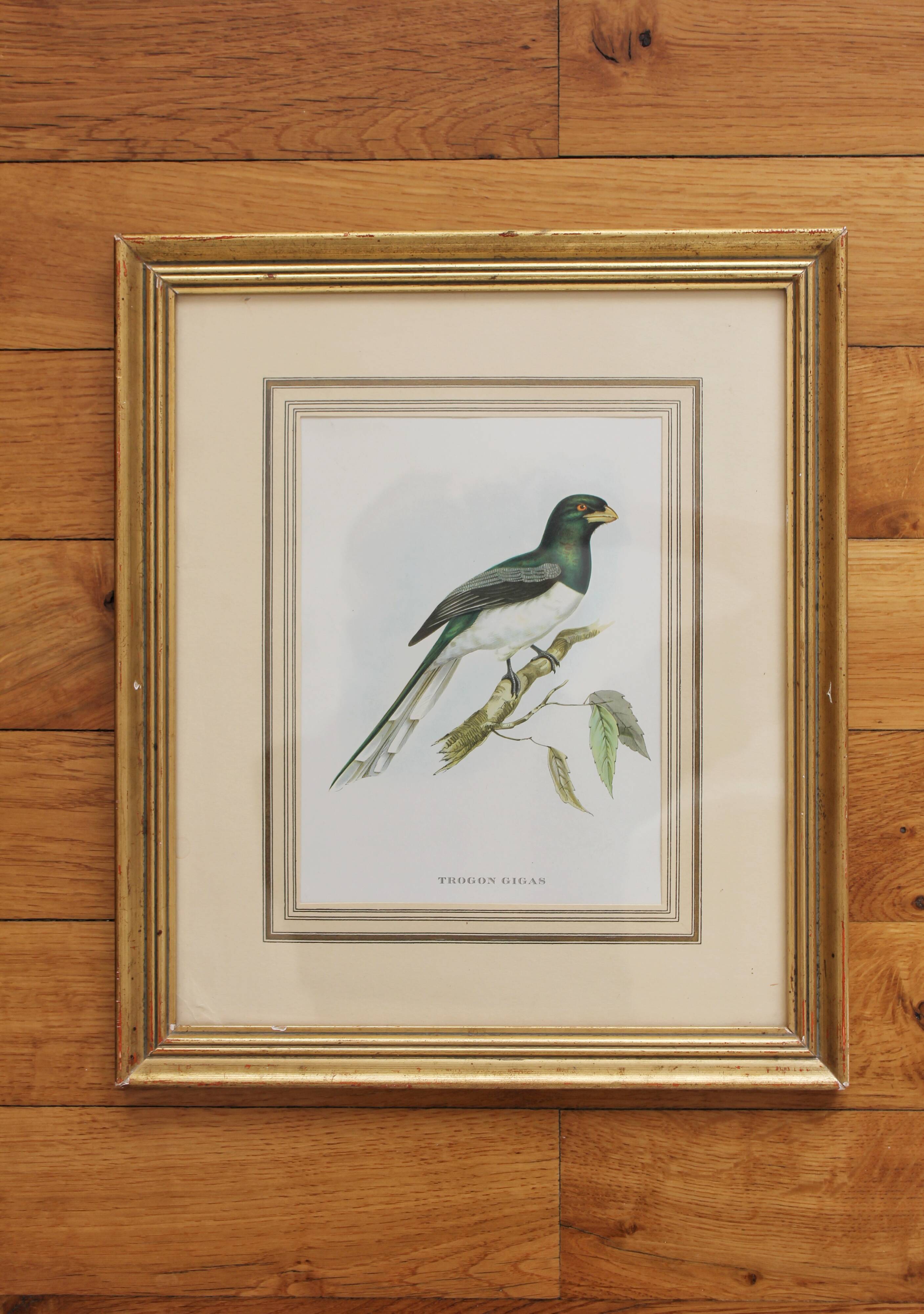 Framed lithograph golden frame bird vintage 60s