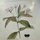 Vintage botanical plate double-sided French flower plant