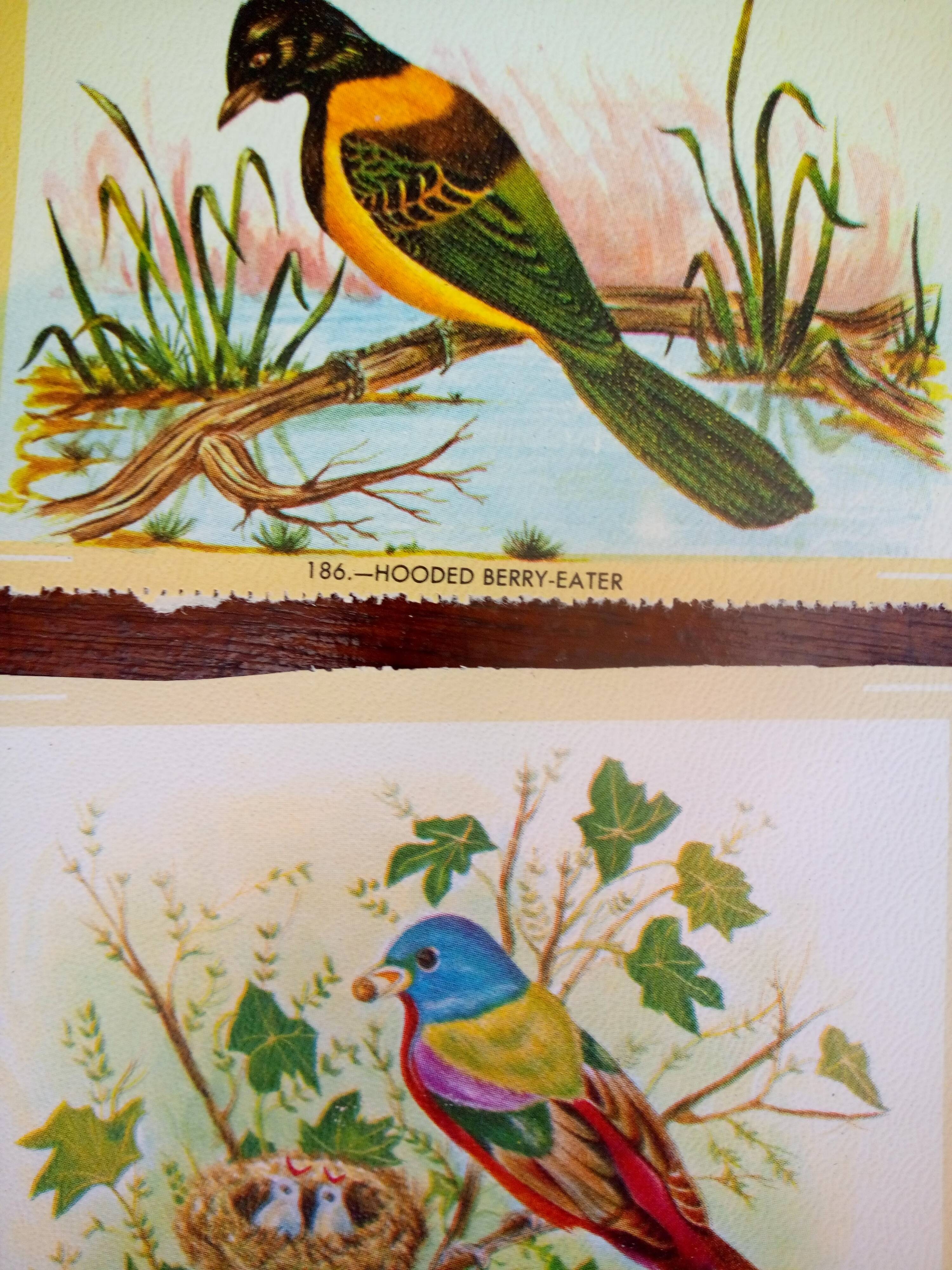 lot of zoological posters, birds, 60s