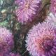 Huile sur toile « Dahlias »