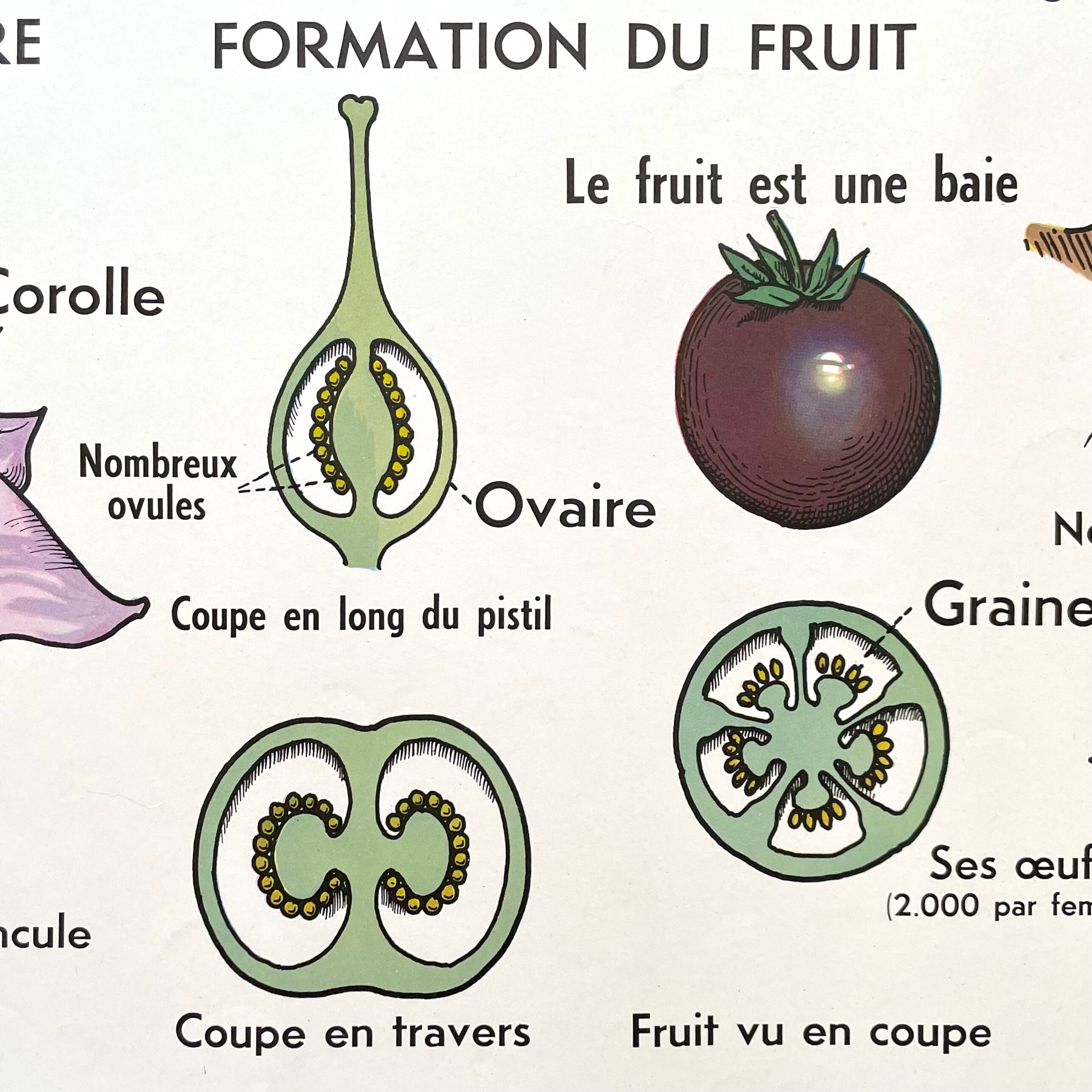 School poster primulaceae, labiae/potato, solanées