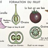 School poster primulaceae, labiae/potato, solanées