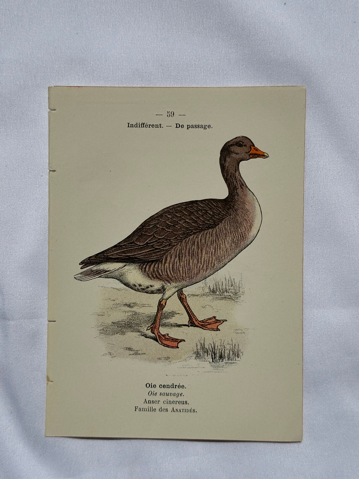 Botanical Plate Engraving of Birds, Naturalist, 19th Century, Double-sided A