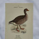 Botanical Plate Engraving of Birds, Naturalist, 19th Century, Double-sided A