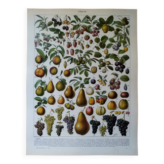 Original lithograph on fruits