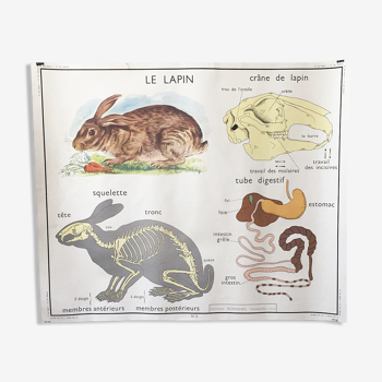Vintage bunny & horse school poster