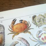 Lithograph on crustaceans from 1928