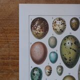 Original lithograph on eggs