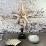 Starfish on a turned wooden base, late 19th century - cabinet of curiosities