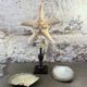 Starfish on a turned wooden base, late 19th century - cabinet of curiosities