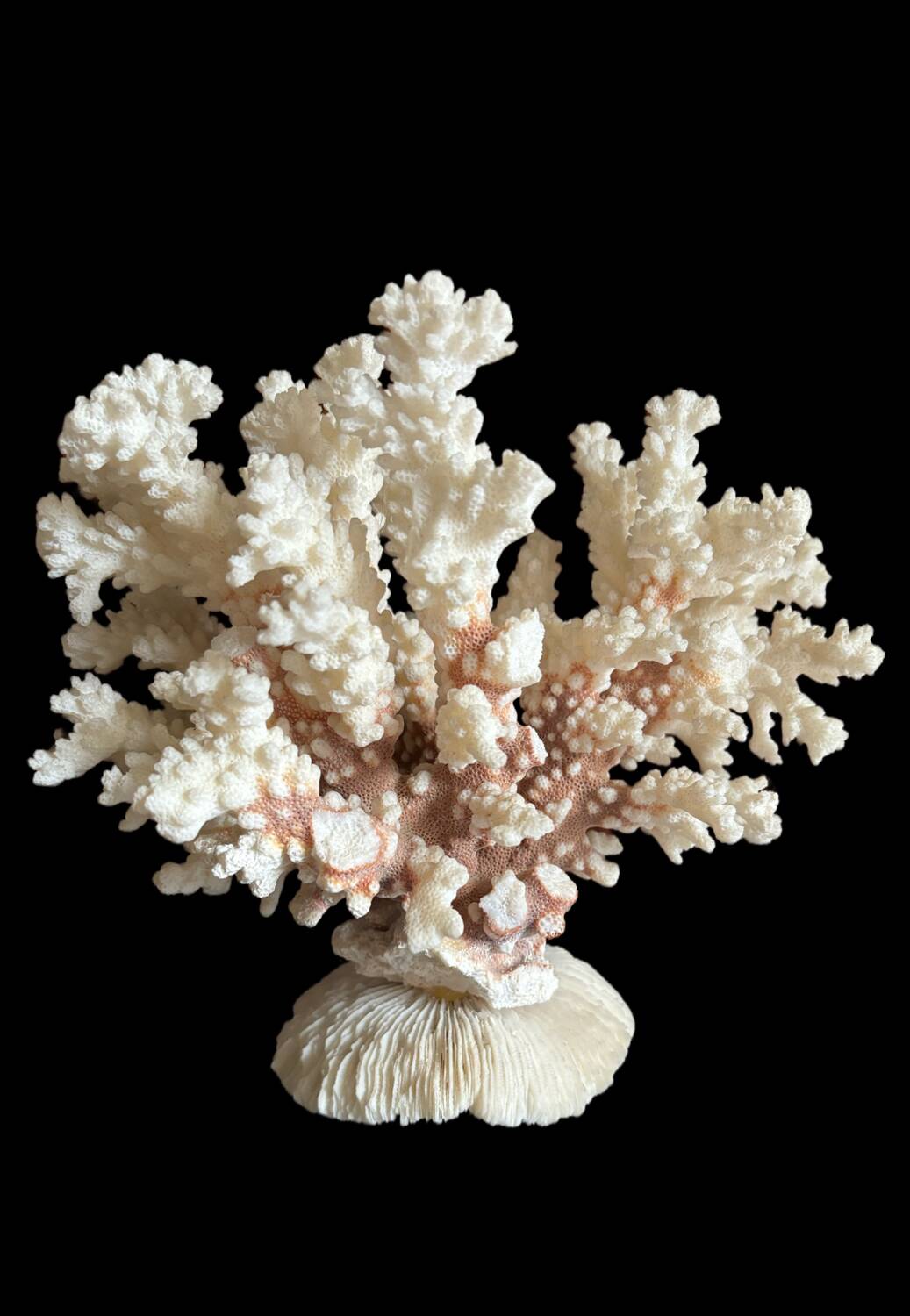 Ancient white coral