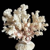 Ancient white coral