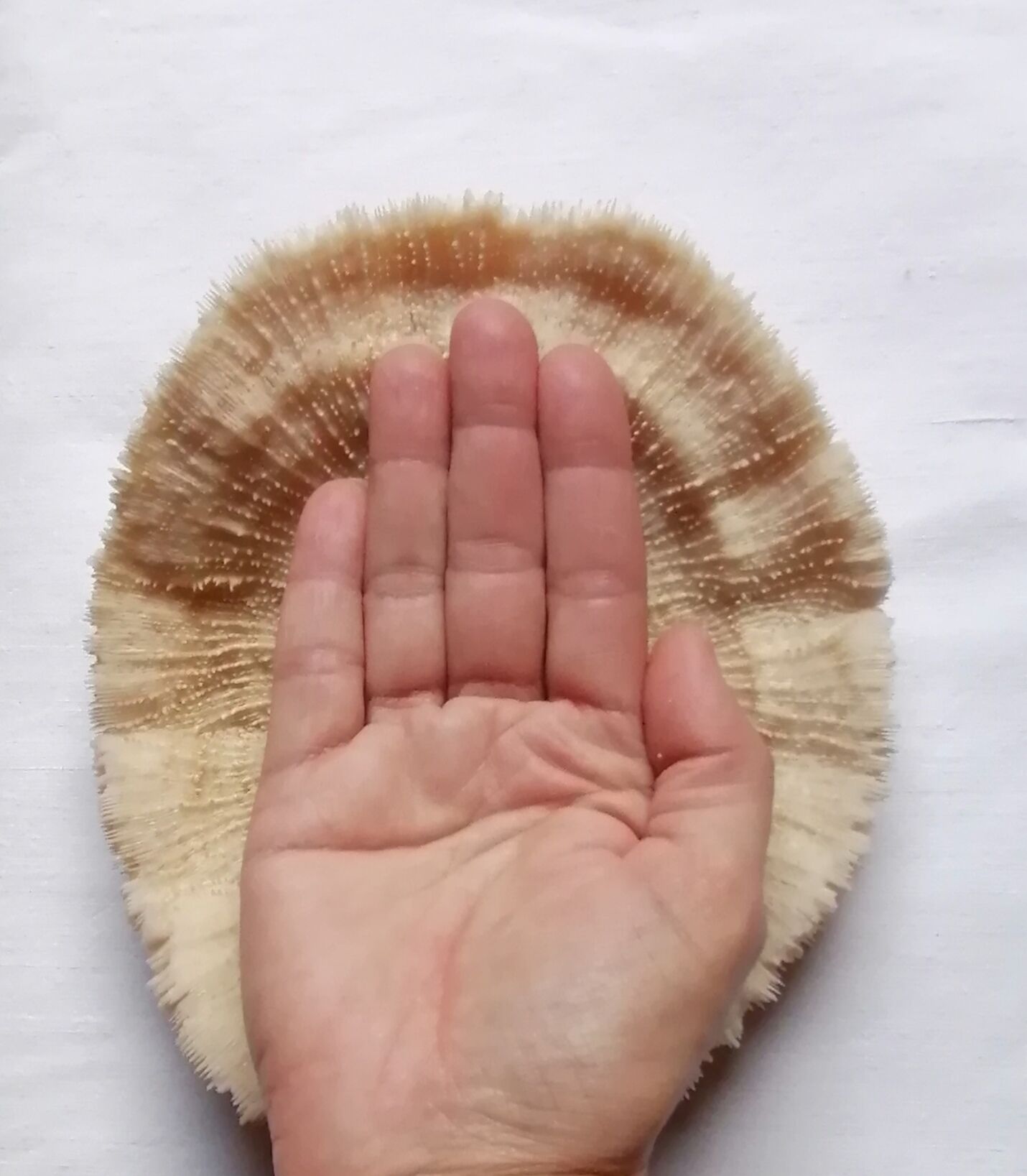 Authentic fungia coral 19 x 16 cm